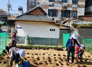 양동캠프 '감자심기' 활동게시글의 첨부 이미지
